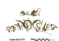 藏品(白齒苔科)的圖片